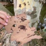 Festival dos rios promove consciência Ambiental e cidadania ecológica