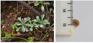 Omphalodes kuzinskyanae ou Miosótis-das-Praias e detalhe da sua semente.