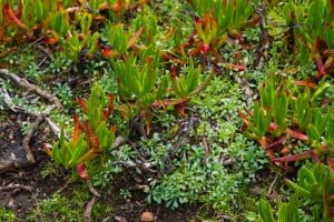 A ocupação do habitat por espécies exóticas invasoras, como o chorão, é uma das ameaças à população de Miosótis-das-Praias.